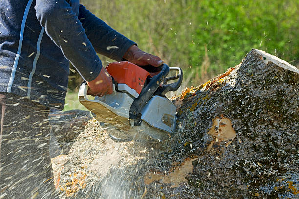 Tree Root Removal in Menahga, MN